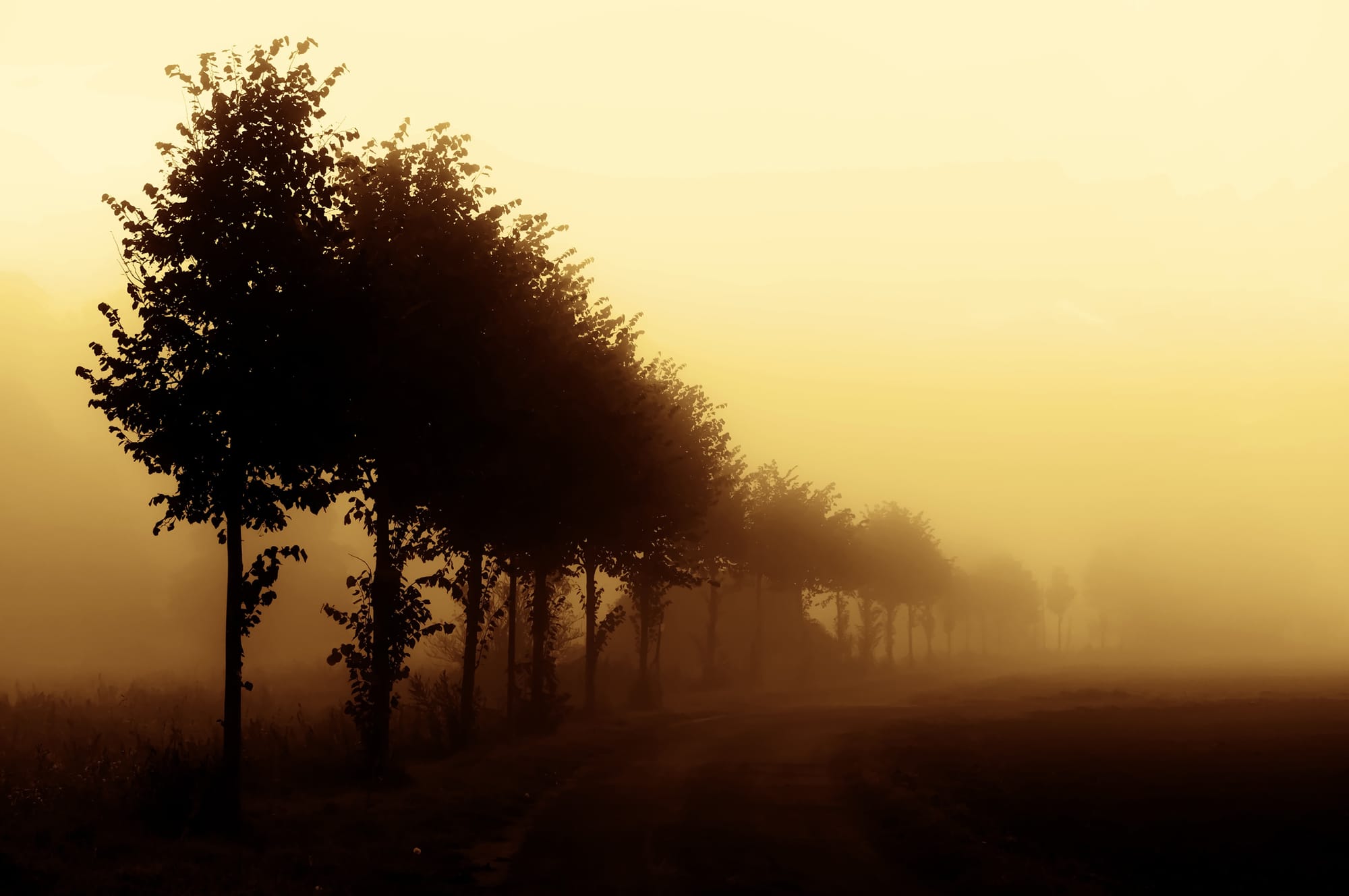 Descriptive alt text